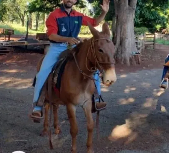 Burro