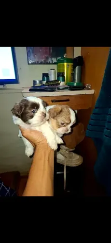 Filhote de Shih Tzu