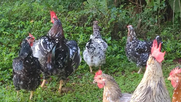 Puntinho galinha balao gsb