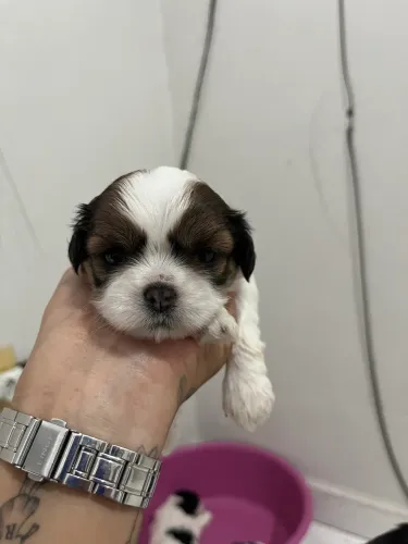 Cachorro Shitzu