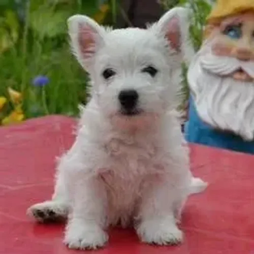 West Terrier Filhote Ideal Para Crianças