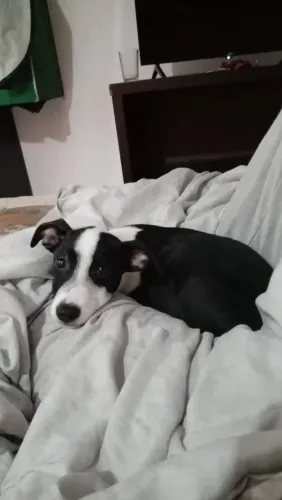 Estou doando cachorro macho 5 meses filhote , * , na taquara Jacarepaguá