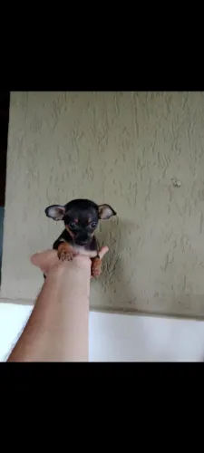 Cachorro