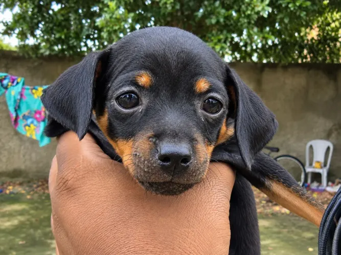 Vendo filhote de Cachorro Pincher 02