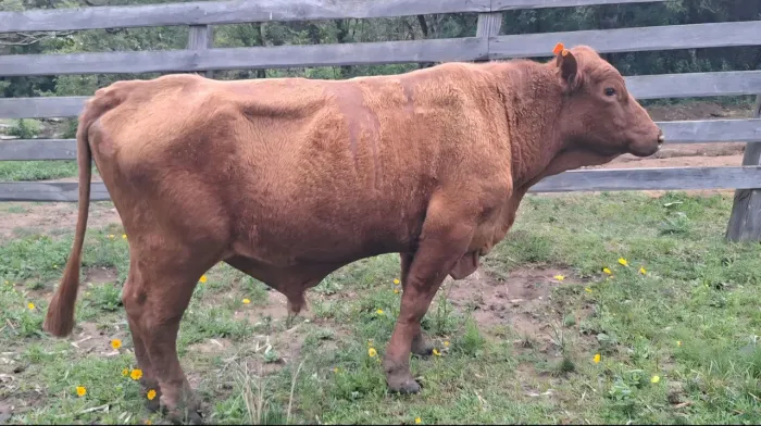 Vacas, terneiras e touro