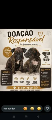Doação de filhotes de pitbull com boxer