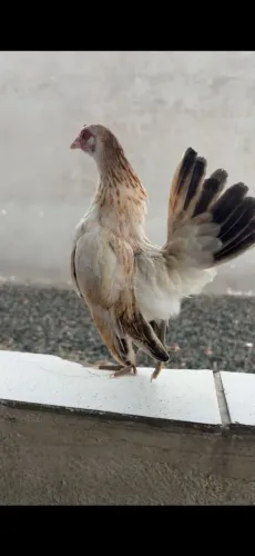 Galinha serama