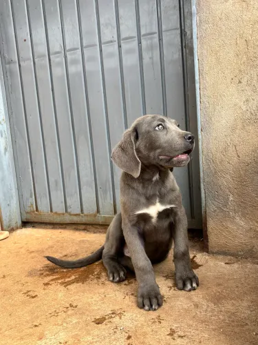 FILHOTE CANE CORSO
