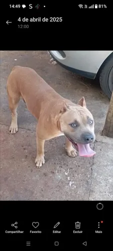 Cachorra pitimonster fêmea