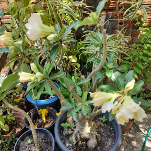 Vende-se Plantas