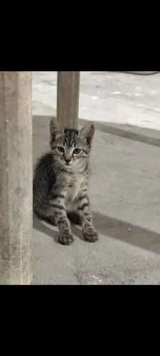 Doa-se gatos 