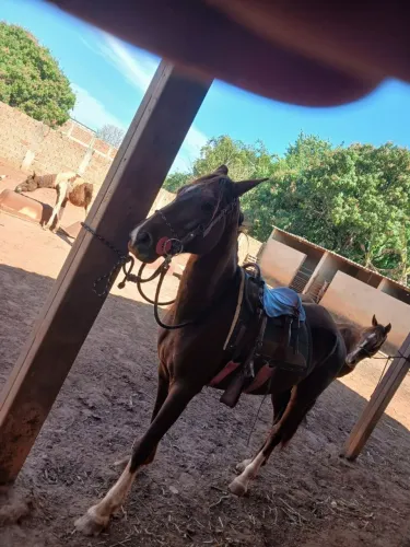 Vendo esse cavalo mangalarga 2.500 sou de Jaboticabal meu telefone *