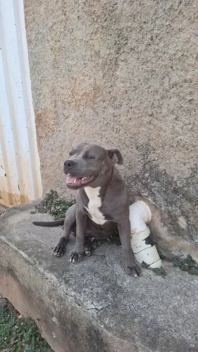 VENDO FEMEA DE AMERICAN BULLY