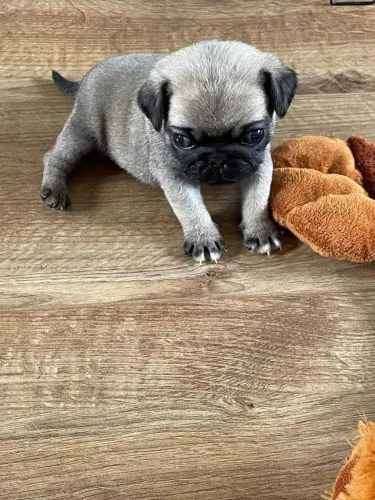 Pug Canil com filhotes prontos para entrega imediata