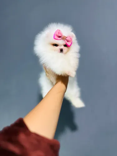 Spitz alemão anão Ursinho