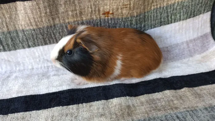 porquinho da índia