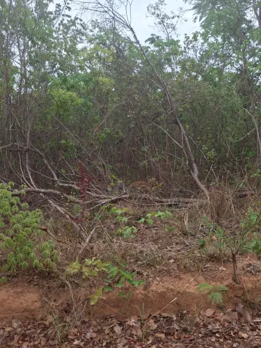 Lotes na zona rural de Augusto de Lima