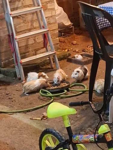 Porquinho da Índia 