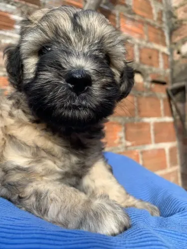 Filhote de poodle