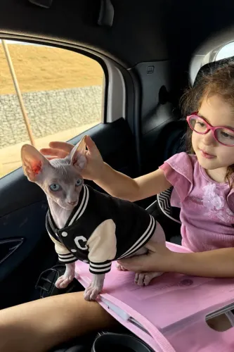 Gato Sphynx - vacinado e com exames!