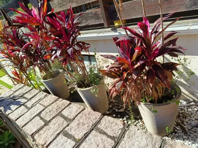 Vasos de plástico com planta
