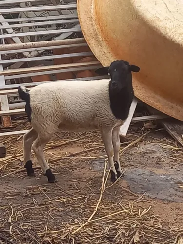 Vendo carneira Doper pura vendendo Barato pra vender logo