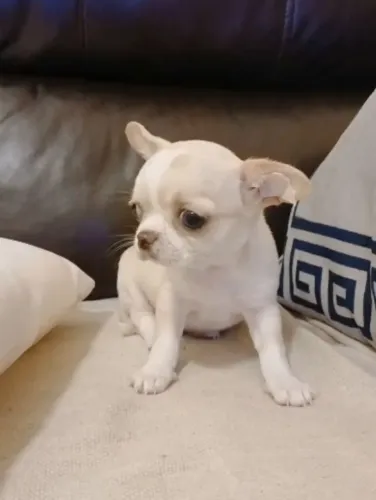 Chihuahua Fêmea cabeça de maçã!!!
