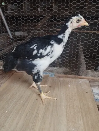 Pintinhos de Galinha GSB Pura