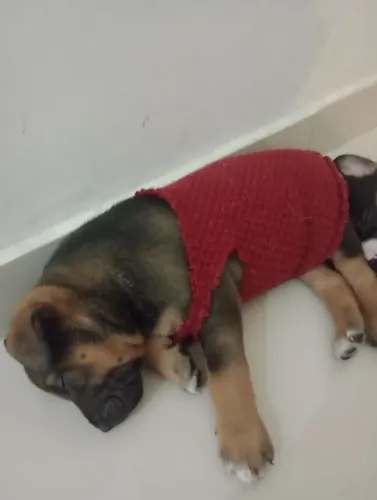 Filhote de boiadeira Australiana (Mãe) com Pitmonster (pai)