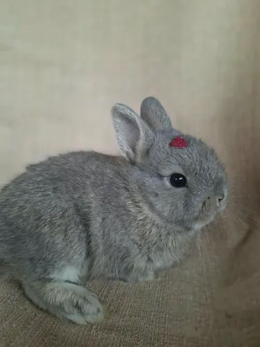 Mini coelho filhote 