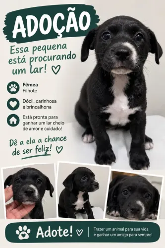 Doação de cão (fêmea)