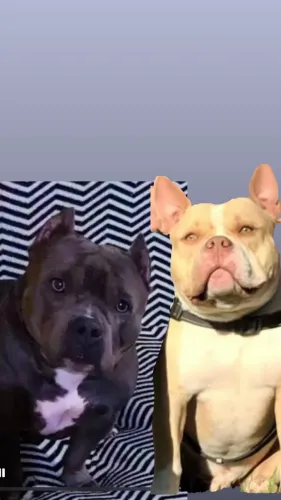 American Bully pocket Macho