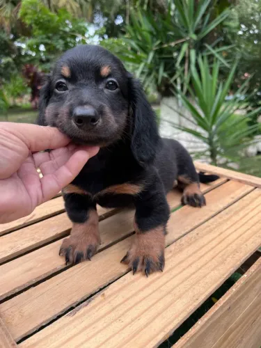 Daschund Pelo longo | O mais queridinho