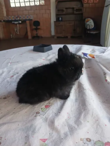 Mini Coelho netherland 