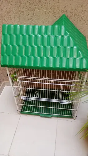 Gaiola para calopsita