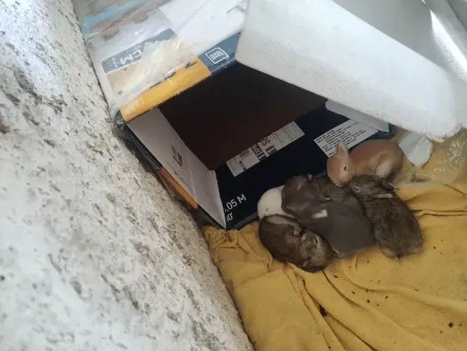 Vendo filho de coelhos Califórnia 