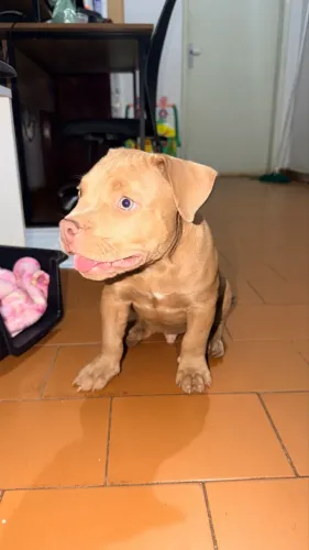 Filhote macho American Bully