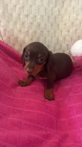 Dachshund basset salsicha fêmeas aceito cartão