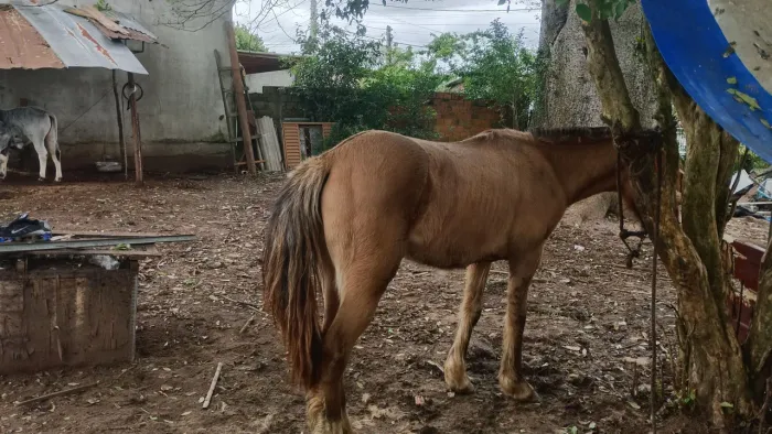 Potro 2 anos