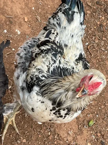 Frango Brahma