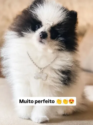 Zpits alemão tricolor