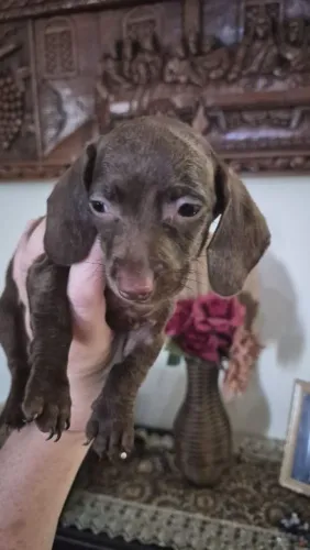 Dachshund Kanichen