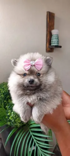 Spitz Alemão fêmea Laranja pelagem cheia e exuberante 