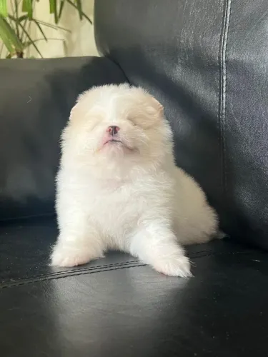 Lulu da Pomerania amor em cada momento
