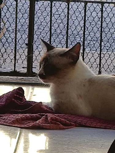 Adoção de gato