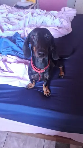 Dachshund ( salsicha)
