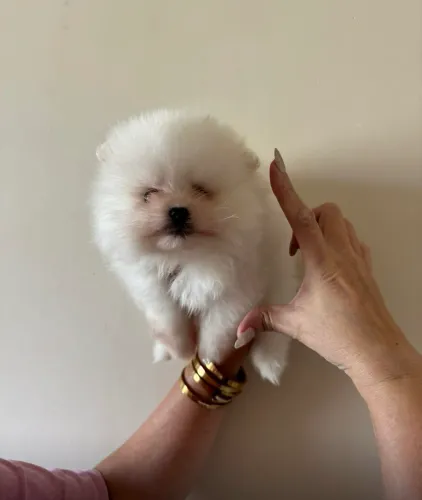 Lulu da pomerania macho