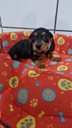 Basset, filhote