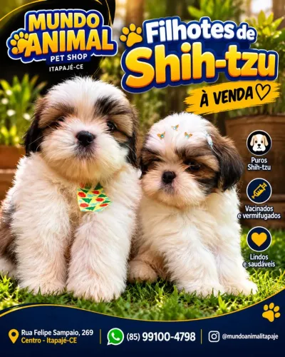 Filhote de shih-tzu