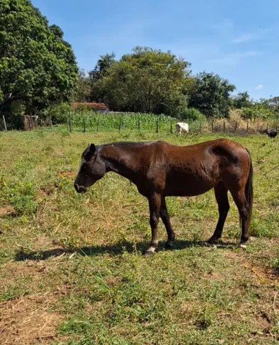 Cavalo QM